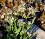 Valerianella dufresnia