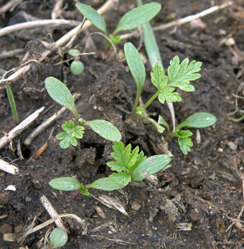 Image of Conium maculatum specimen.