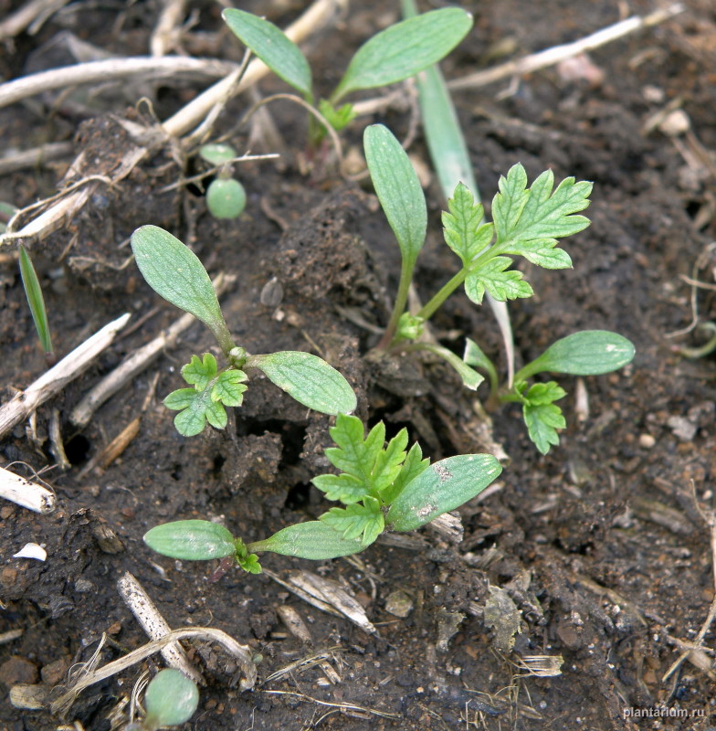 Изображение особи Conium maculatum.