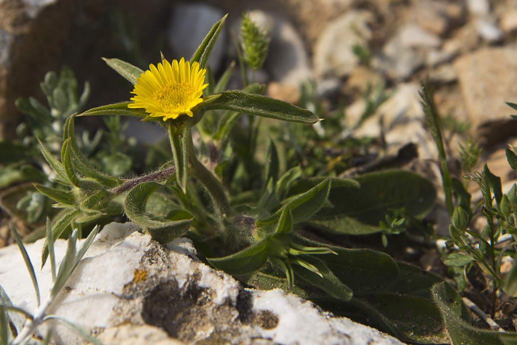 Изображение особи Pallenis spinosa.