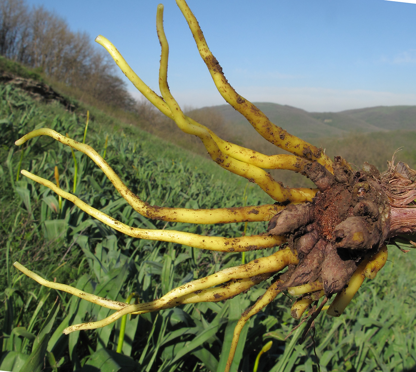 Изображение особи Eremurus spectabilis.
