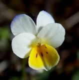 Viola hymettia