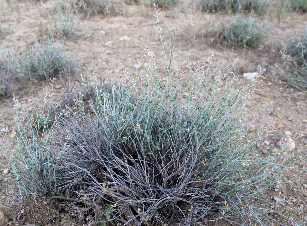 Изображение особи Astragalus androssovianus.