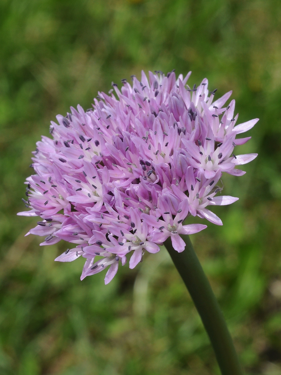 Image of Allium woronowii specimen.
