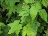 Rubus odoratus