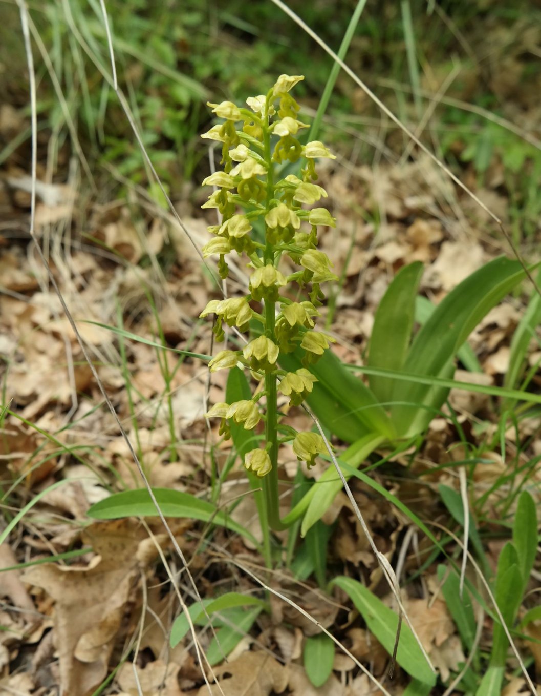 Изображение особи Orchis punctulata.