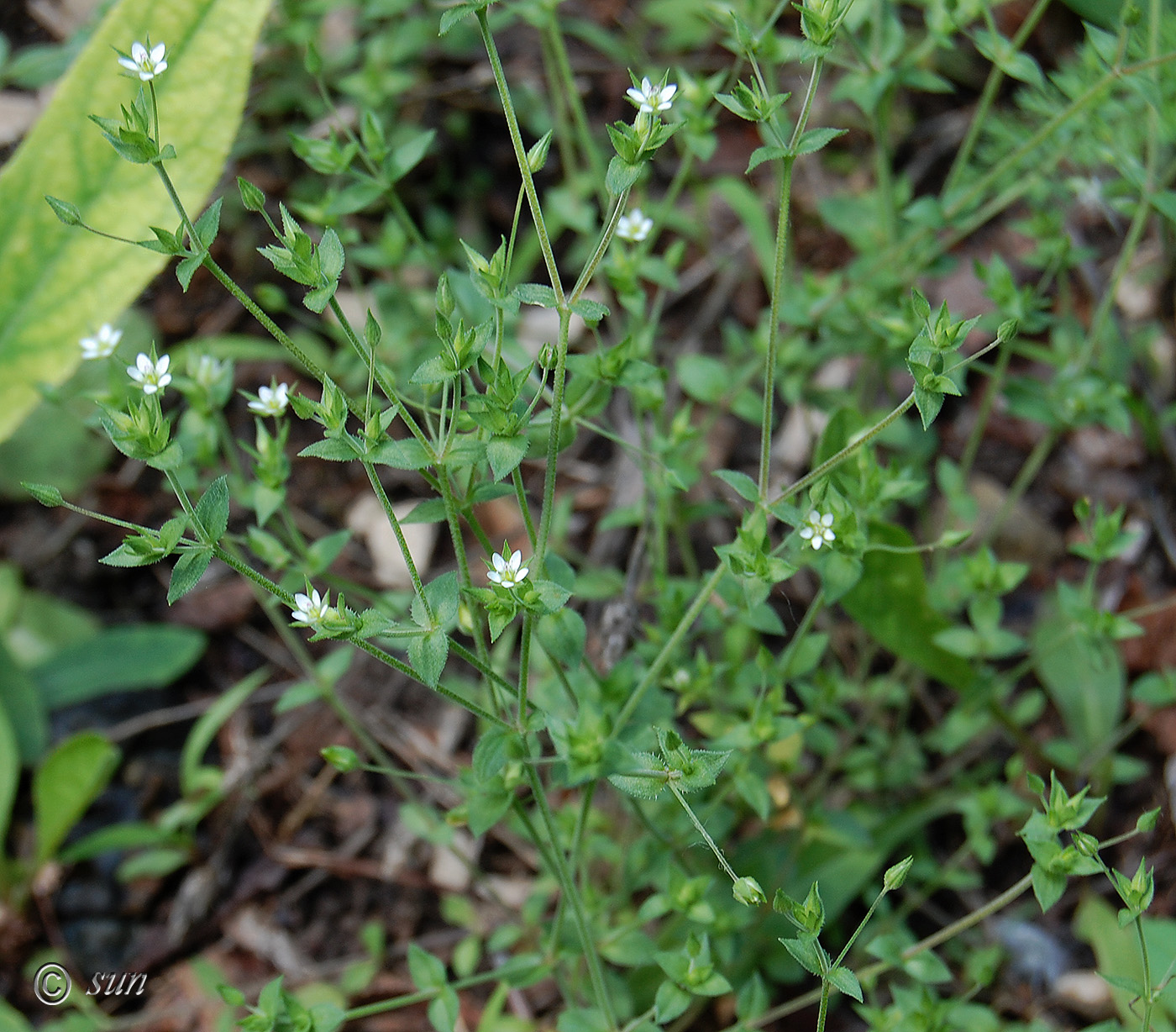 Image of Arenaria serpyllifolia specimen.