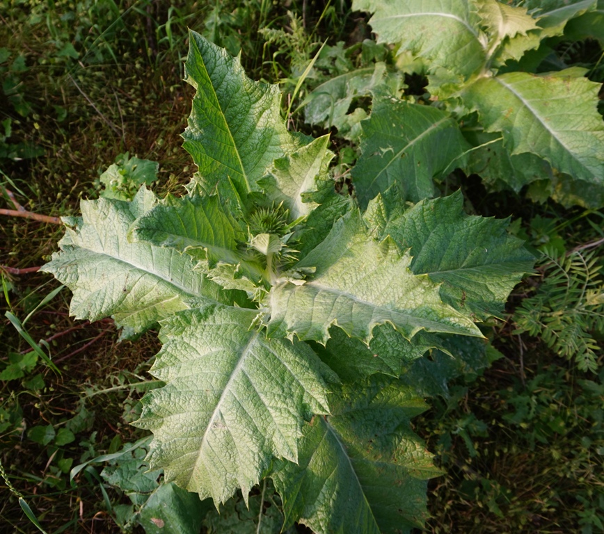 Image of Onopordum acanthium specimen.