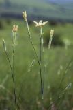 Dianthus elongatus