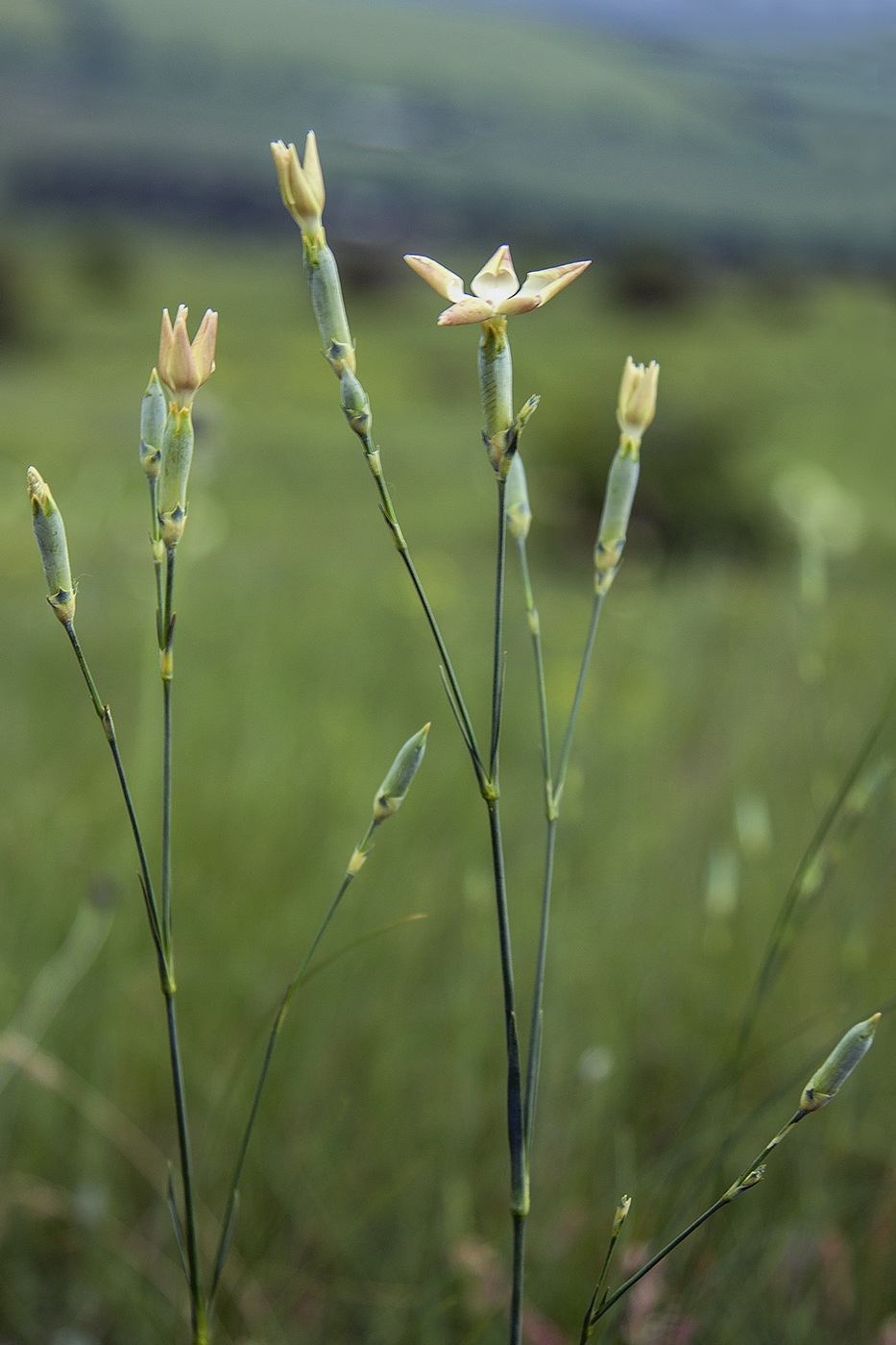 Изображение особи Dianthus elongatus.