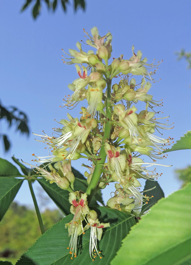 Image of Aesculus glabra specimen.