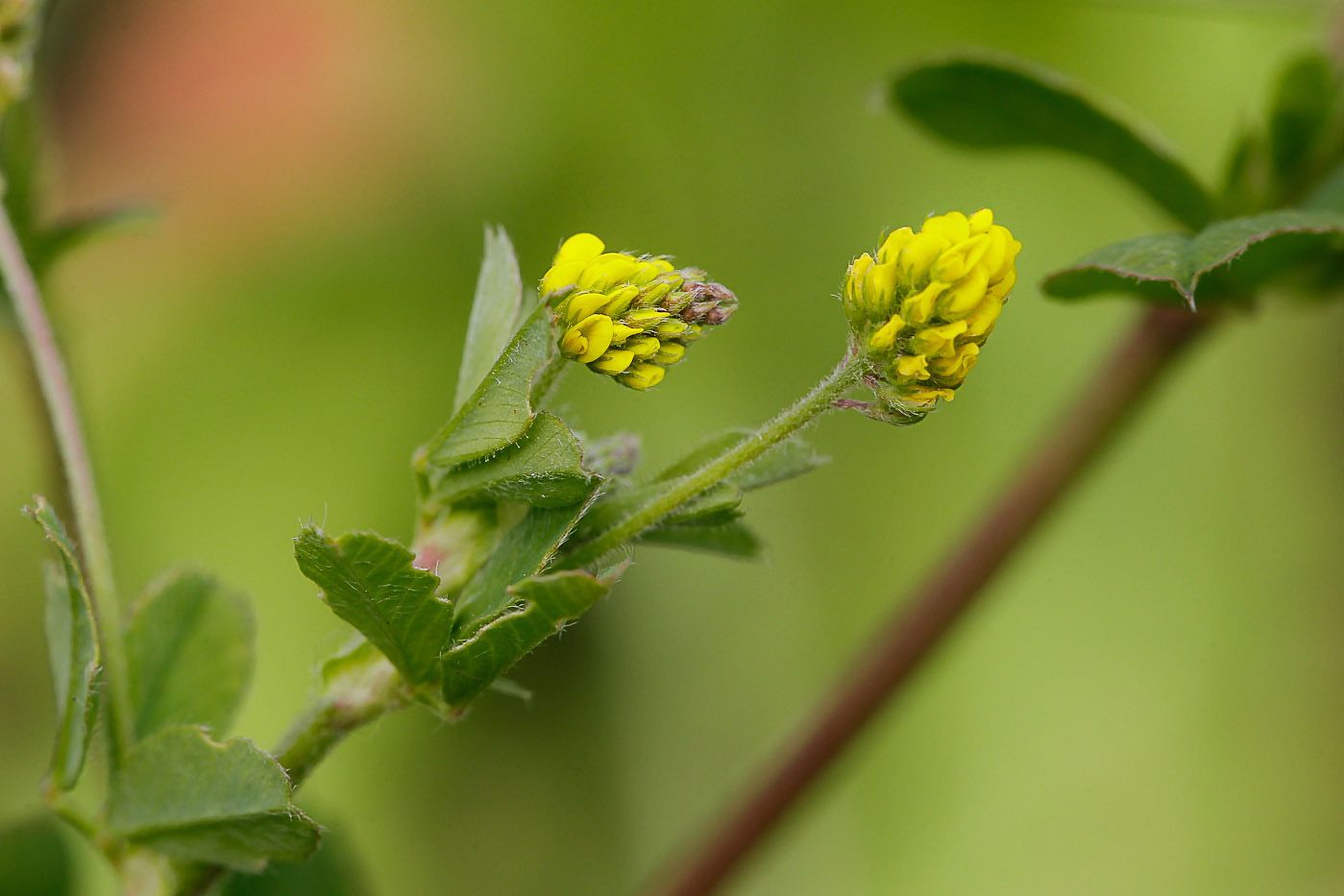 Люцерна сорняк. Люцерна хмелевидная. Люцерна хмелевидная (Medicago lupulina). Люцерна Хмелевая соцветие. Люцерна хмелевидная сорняк всходы.