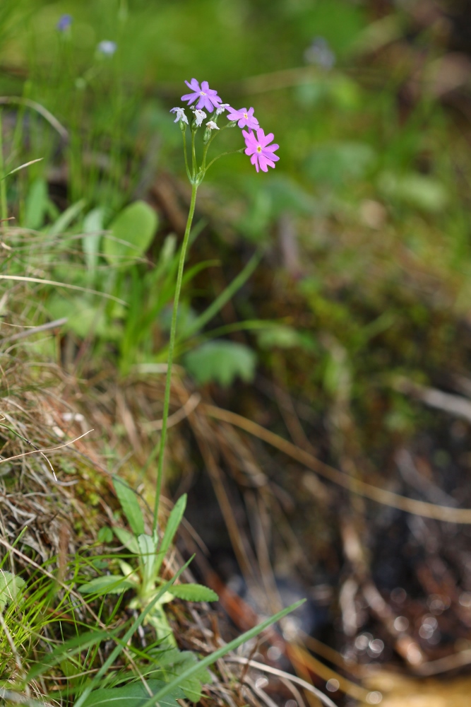 Изображение особи Primula farinosa.