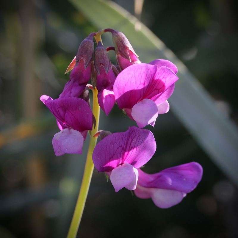 Изображение особи Lathyrus japonicus ssp. maritimus.