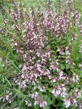 Teucrium chamaedrys