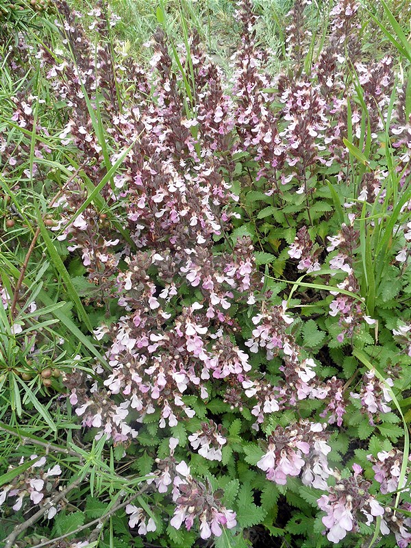 Изображение особи Teucrium chamaedrys.
