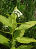 Lysimachia clethroides