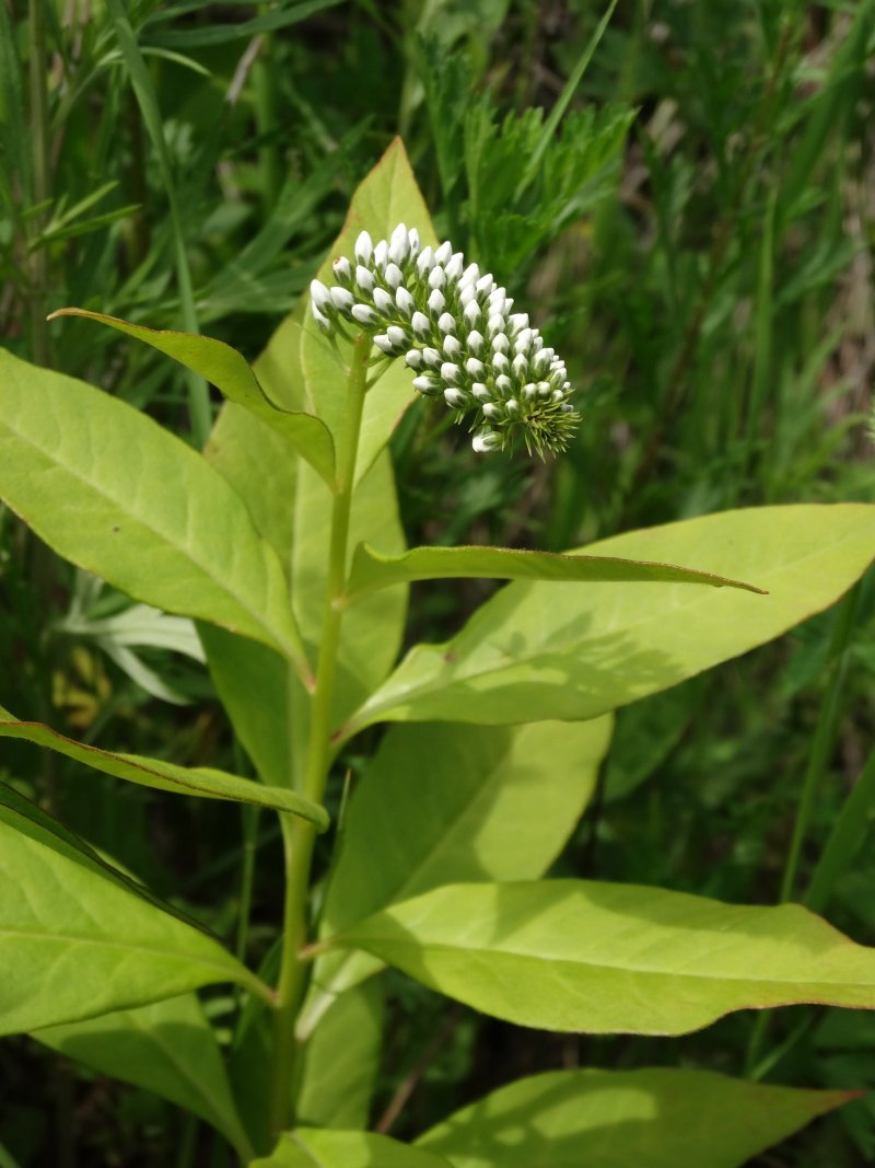 Image of Lysimachia clethroides specimen.