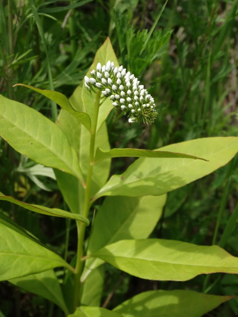 Изображение особи Lysimachia clethroides.