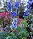 Aconitum bodinieri. Соцветия. Москва, филиал Ботсада МГУ \"Аптекарский огород\", центральный партер. 31.10.2015.