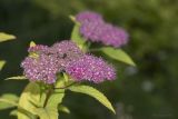 Spiraea japonica. Верхушка цветущего растения. Саратов, Октябрьское ущелье, на клумбе. 02.07.2016.