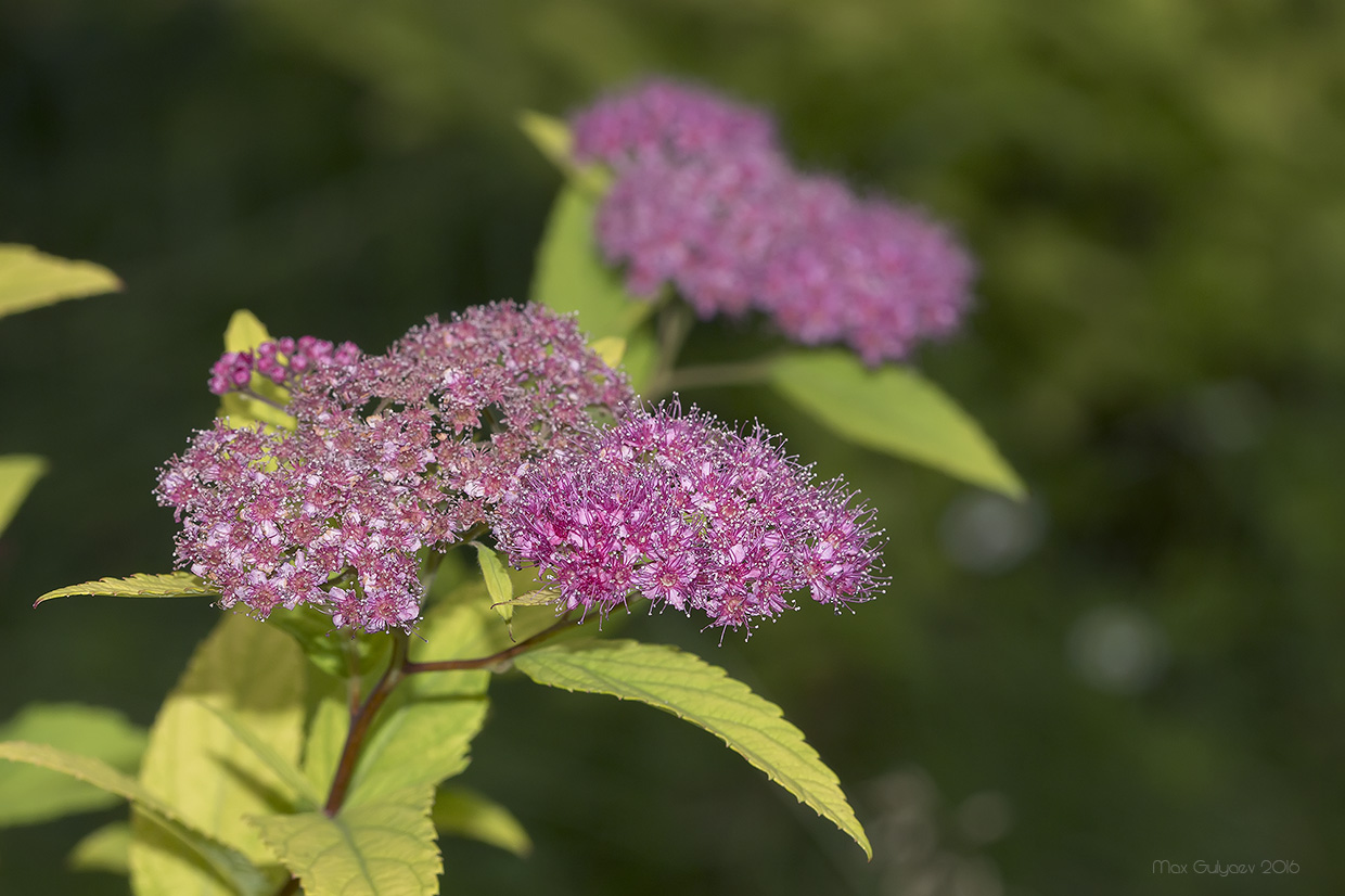 Image of Spiraea japonica specimen.