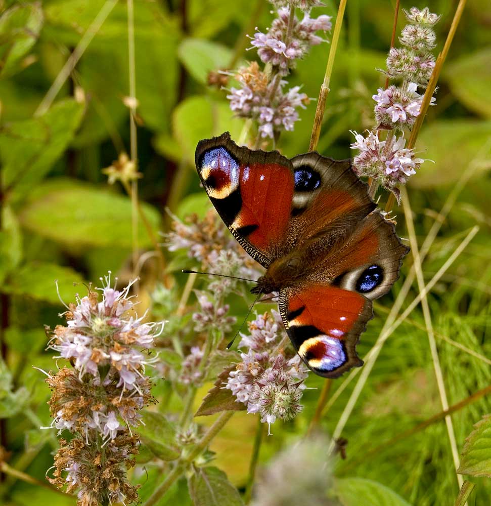 Image of Mentha &times; dalmatica specimen.