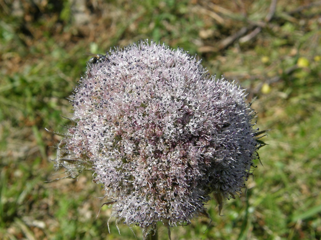 Изображение особи Sajanella monstrosa.