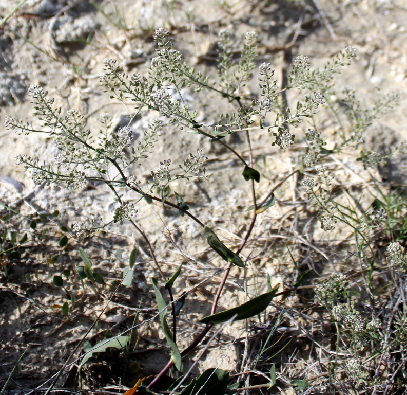 Image of Lepidium cartilagineum specimen.