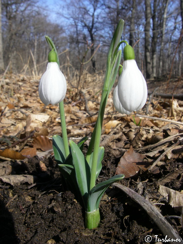 Изображение особи Galanthus plicatus.