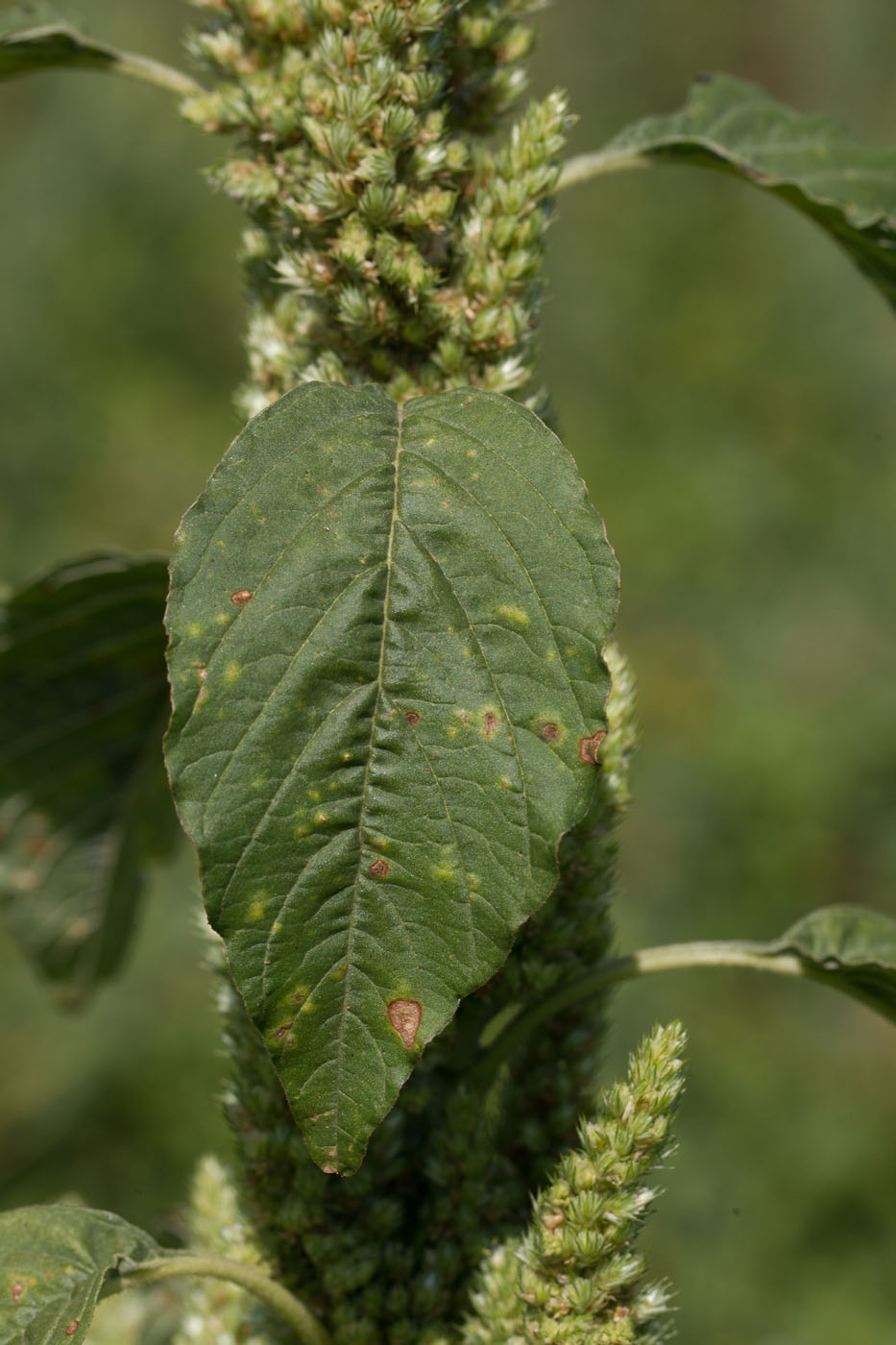 Изображение особи Amaranthus retroflexus.