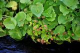 Caltha palustris