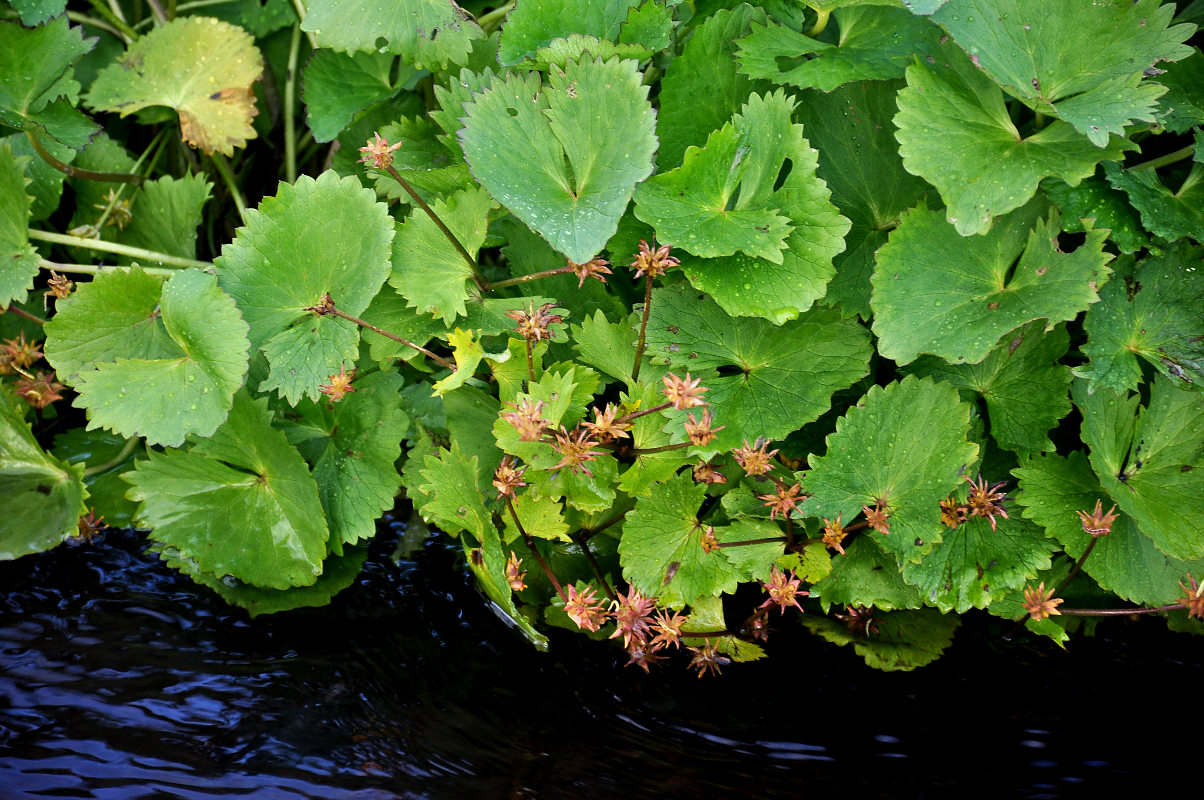 Изображение особи Caltha palustris.