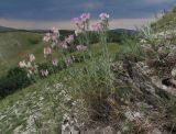 Jurinea stoechadifolia