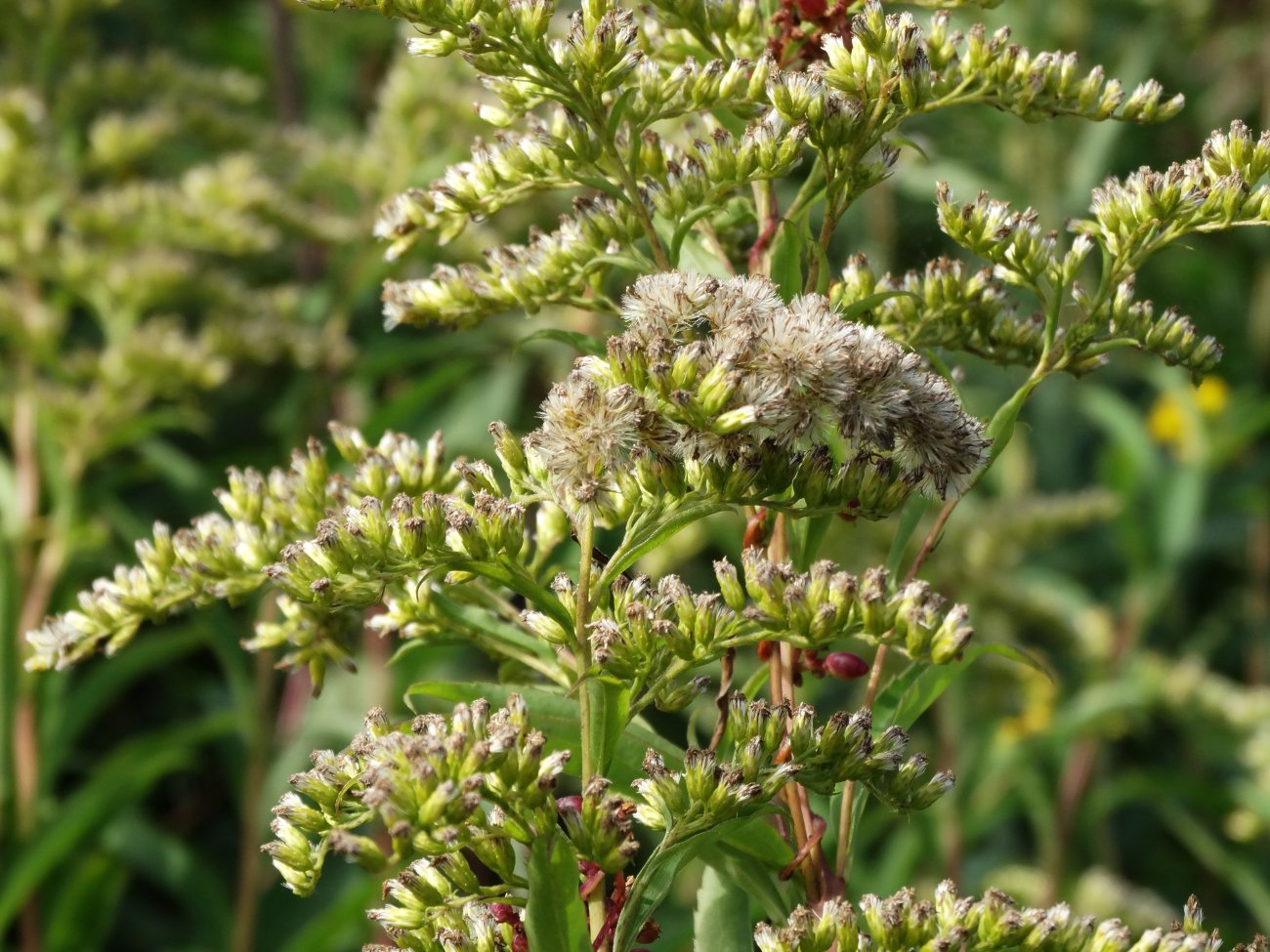 Image of Solidago gigantea specimen.