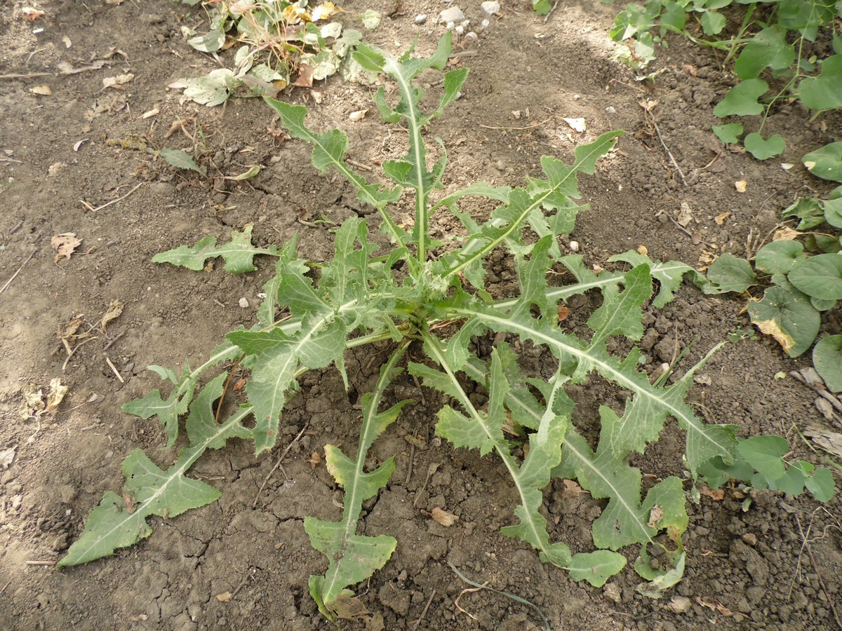 Image of Sonchus arvensis specimen.