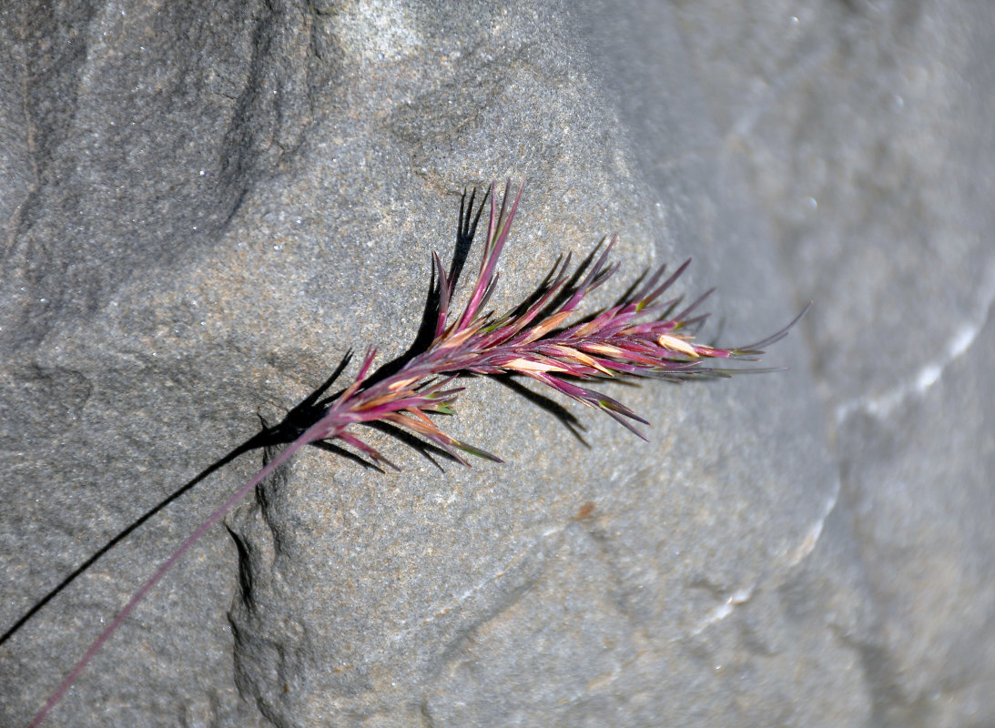 Image of Festuca vivipara specimen.