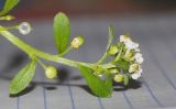 Lobularia arabica. Верхушка побега с соцветием и завязавшимися плодами. Израиль, Шарон, г. Герцлия, пос. Ноф Ям, высокий берег Средиземного моря. 15.11.2015.