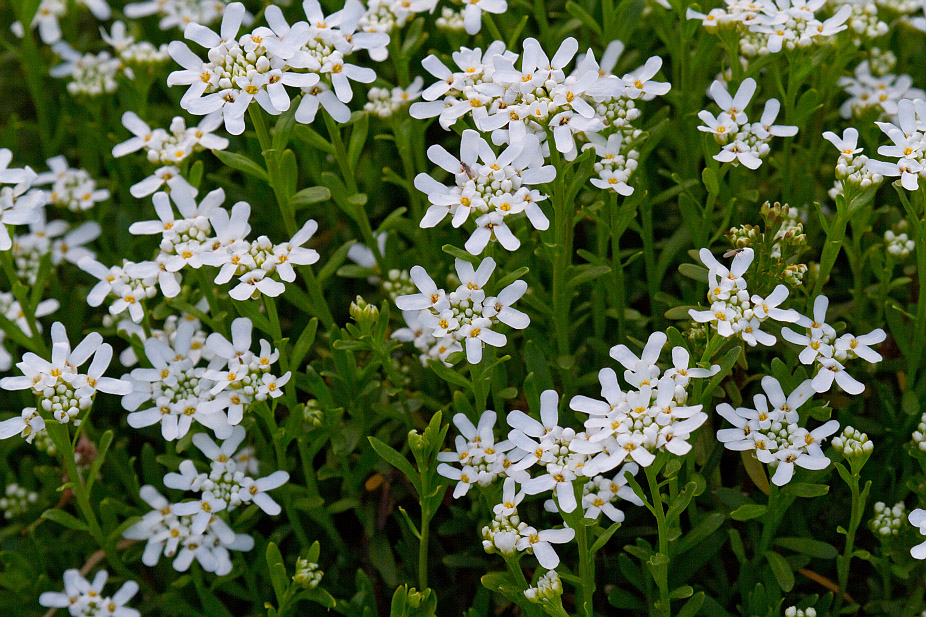 Image of Iberis sempervirens specimen.