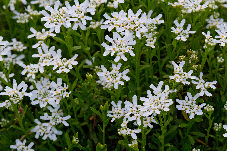 Изображение особи Iberis sempervirens.