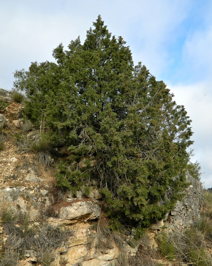 Изображение особи Juniperus phoenicea.