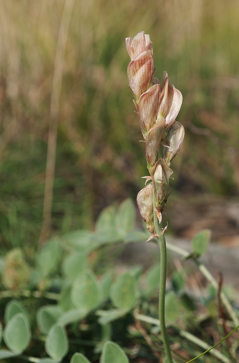 Image of Hedysarum splendens specimen.