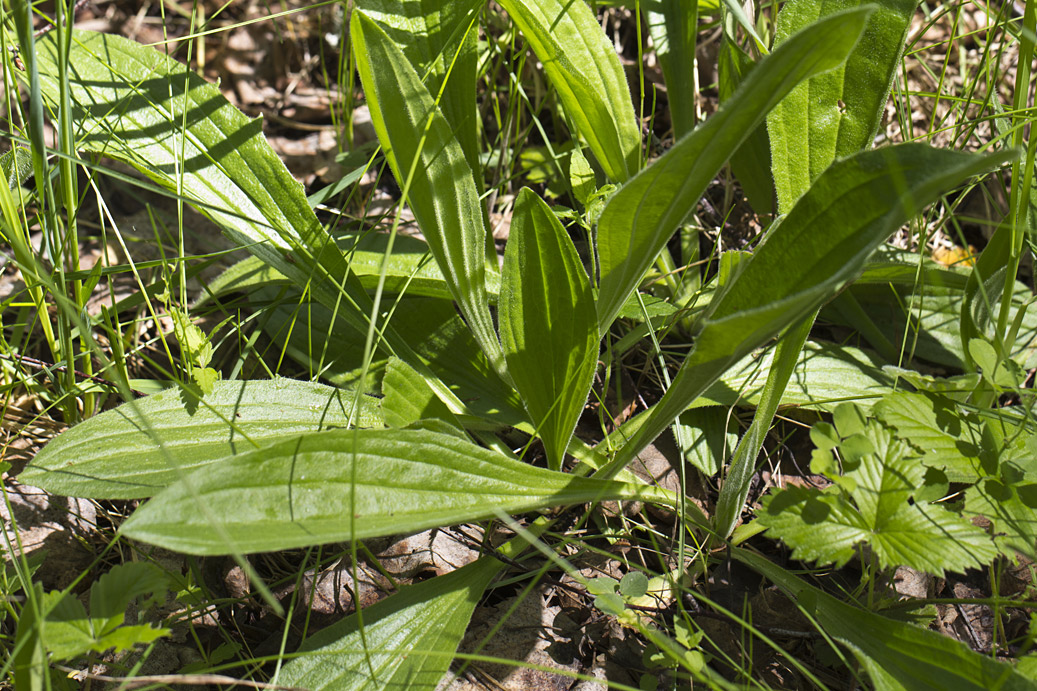Image of Plantago media specimen.