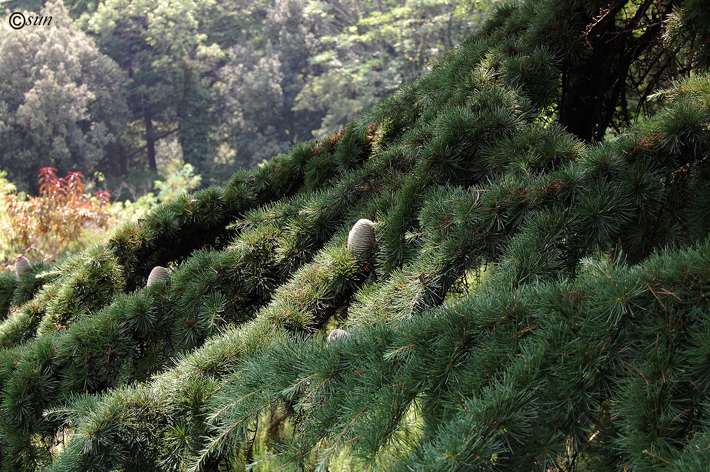 Изображение особи Cedrus deodara.