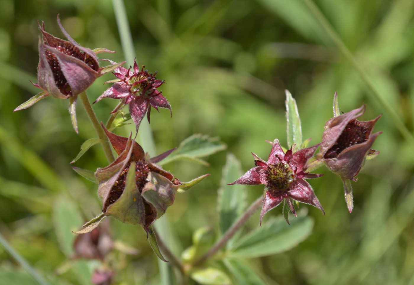 Image of Comarum palustre specimen.