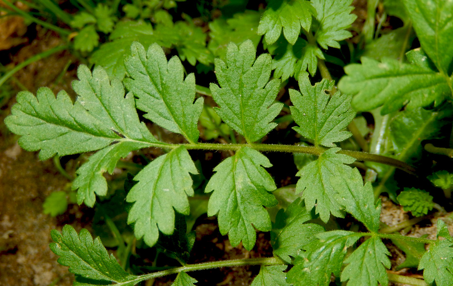 Изображение особи Potentilla supina.