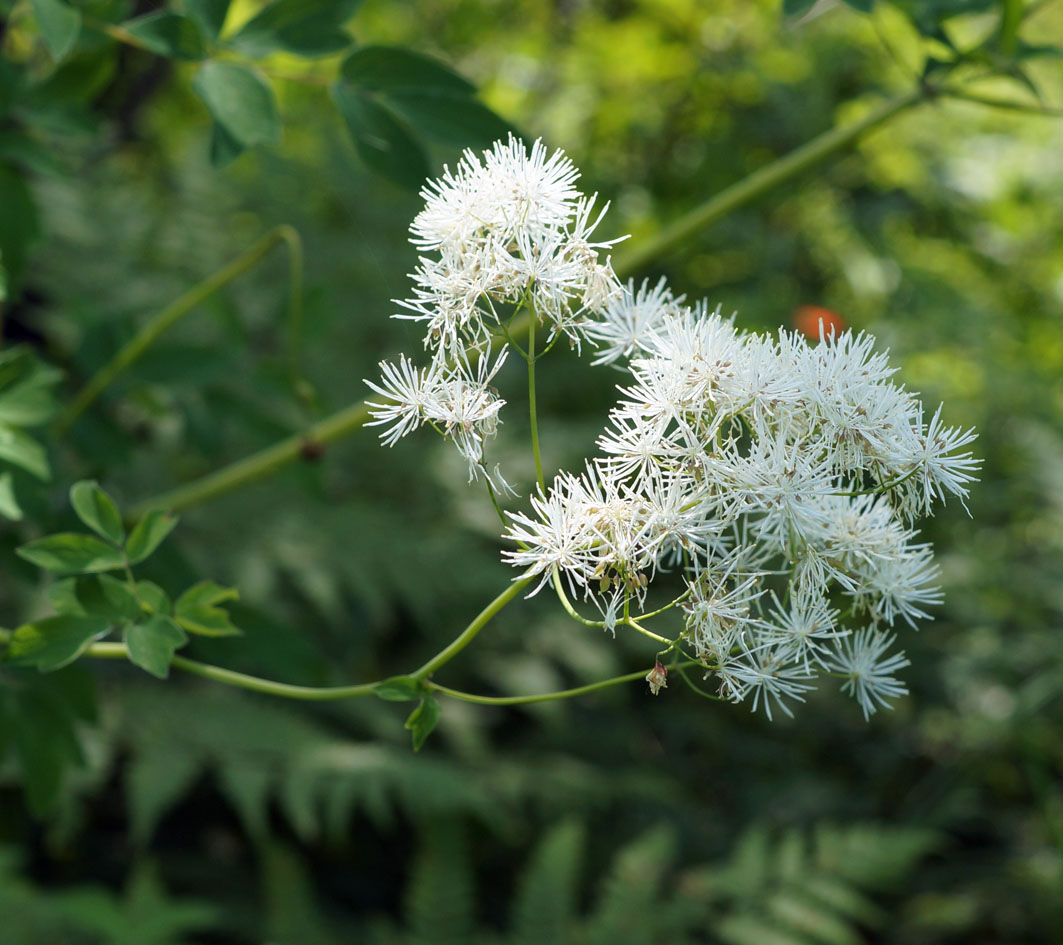 Изображение особи Thalictrum contortum.