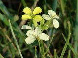 Erysimum flavum