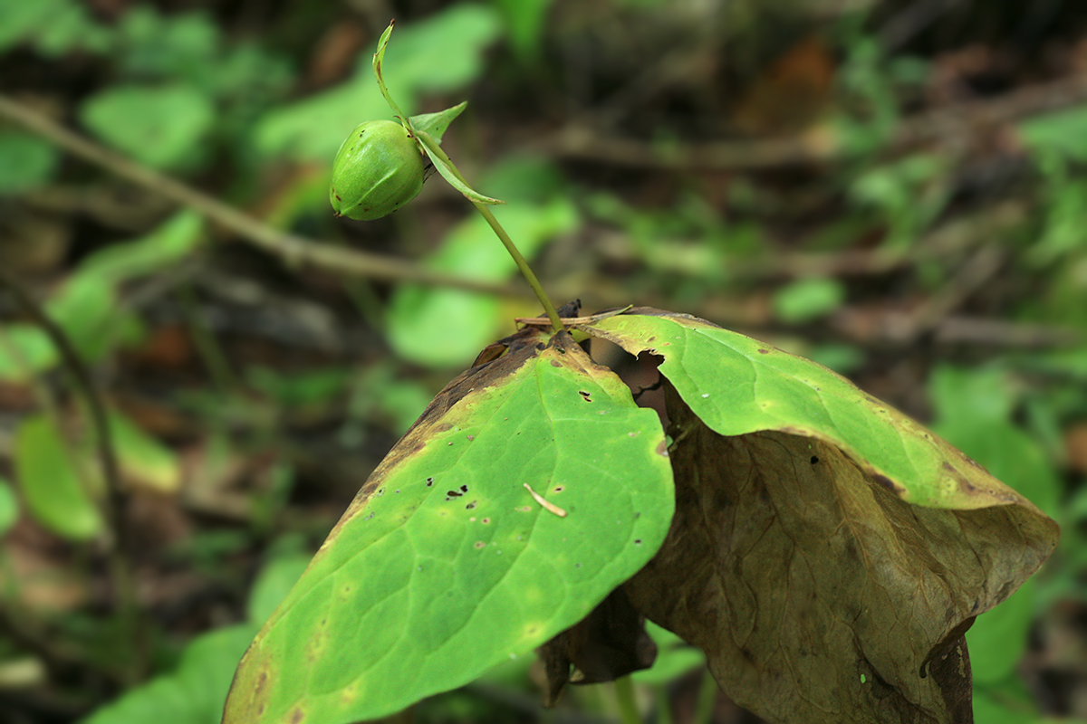 Image of Trillium tschonoskii specimen.