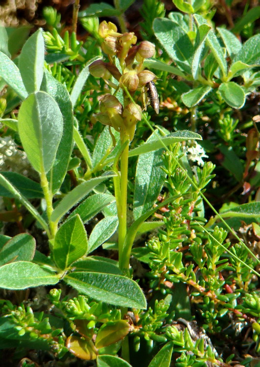 Image of Dactylorhiza viridis specimen.